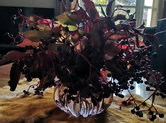 La Maison De Compiègne